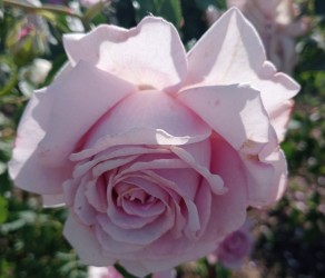 Rose Esther (Естер)