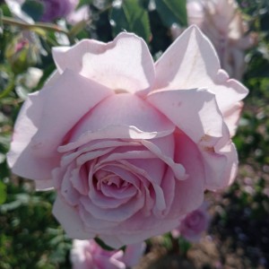 Rose Esther (Естер)