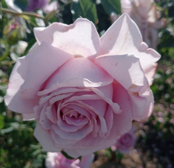 Rose Esther (Естер)