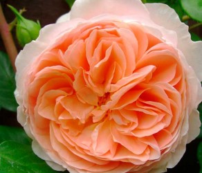 William Morris (Вільям Морріс)