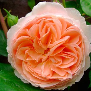 William Morris (Вільям Морріс)