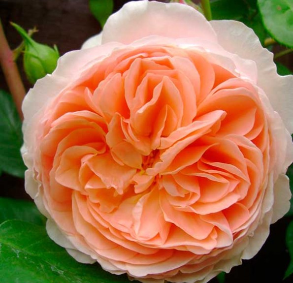 William Morris (Вільям Морріс)