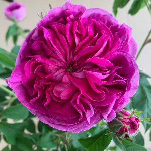 Charles de Mills (Чарльз де Мілль) 