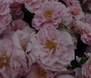 Твігіз Роуз(Twiggy’s Rose)