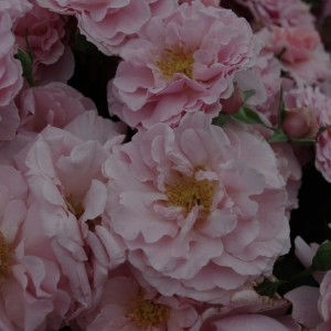 Твігіз Роуз(Twiggy’s Rose)
