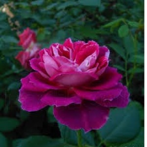 Спарклінг Бургунді (Sparkling Burgundy)