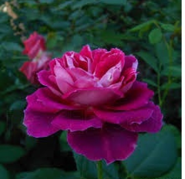Спарклінг Бургунді (Sparkling Burgundy)