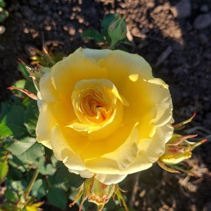 Lemon Shell (Лемон Шелл)