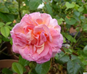 Троянда Dornburger Schlossrose (Дорнбургер Шлоссрозе)