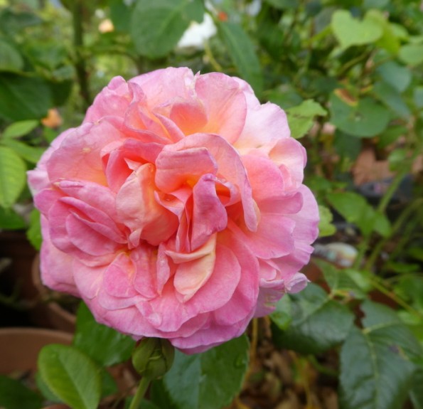 Троянда Dornburger Schlossrose (Дорнбургер Шлоссрозе)