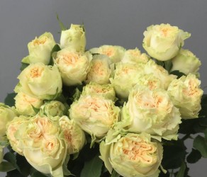  Саммер Роуз (Summer Rose)