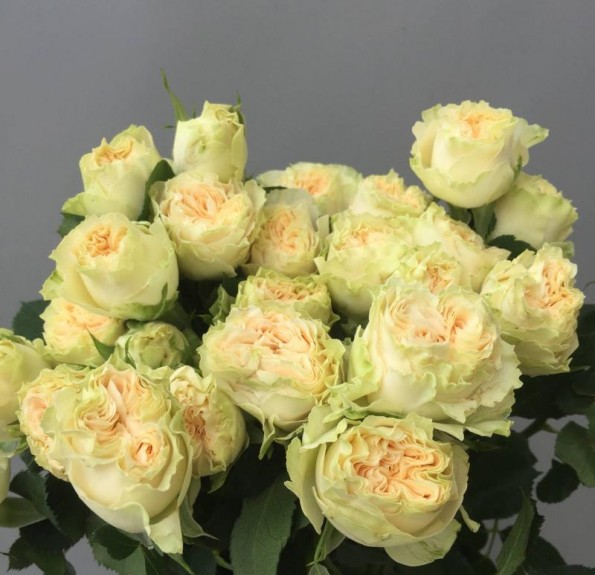 Саммер Роуз (Summer Rose)