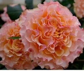 Кампанелла Піч (Campanella Peach) 