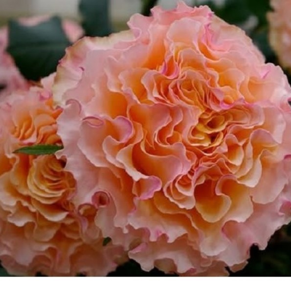 Кампанелла Піч (Campanella Peach) 