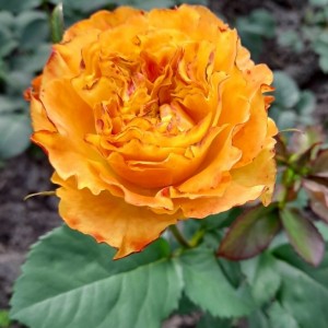 Оранж Ріве (Orange Rive) 