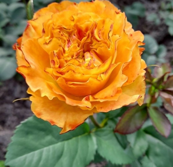 Оранж Ріве (Orange Rive) 