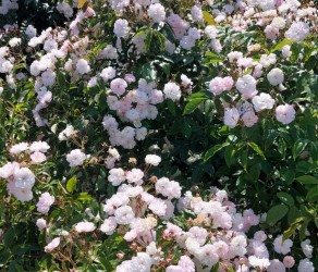 Paul's Himalayan Musk (Полс Хімалаян Маск) 