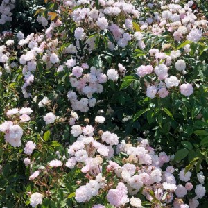 Paul's Himalayan Musk (Полс Хімалаян Маск) 