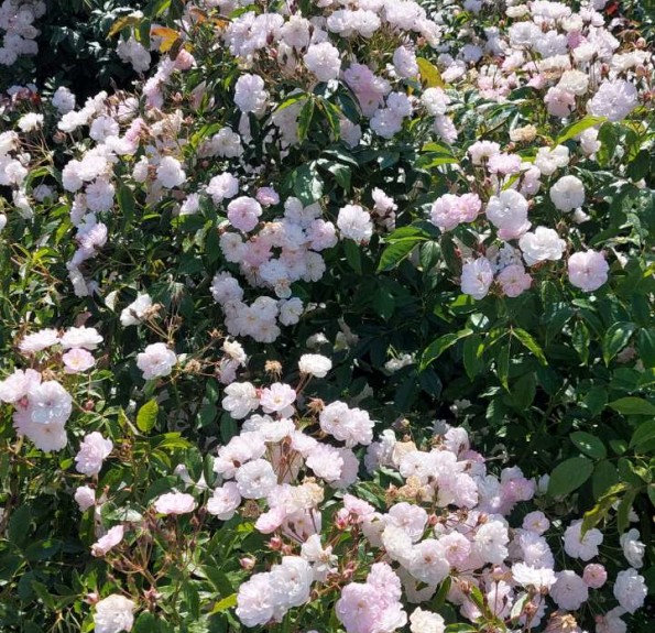 Paul's Himalayan Musk (Полс Хімалаян Маск) 