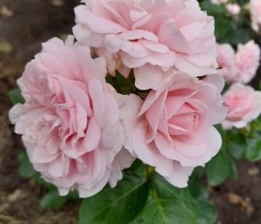 Blush Winterjewel (Блаж Вінтерджевел) 