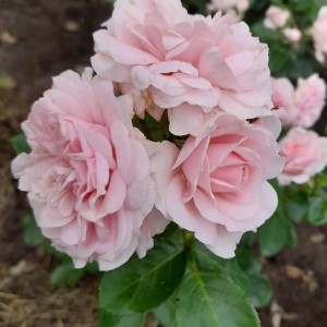 Blush Winterjewel (Блаж Вінтерджевел) 