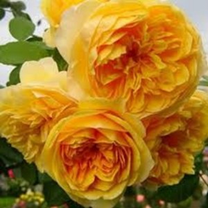 Golden Zest (Голден Зест) 