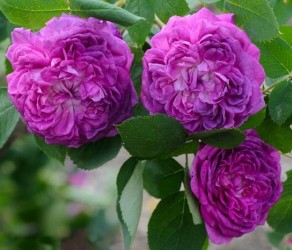 Reine des Violettes (Рейн де Віолет)