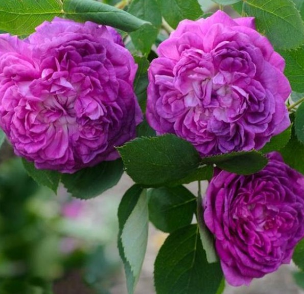 Reine des Violettes (Рейн де Віолет)