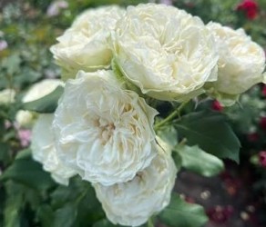 Shizuku (Сідзуку)