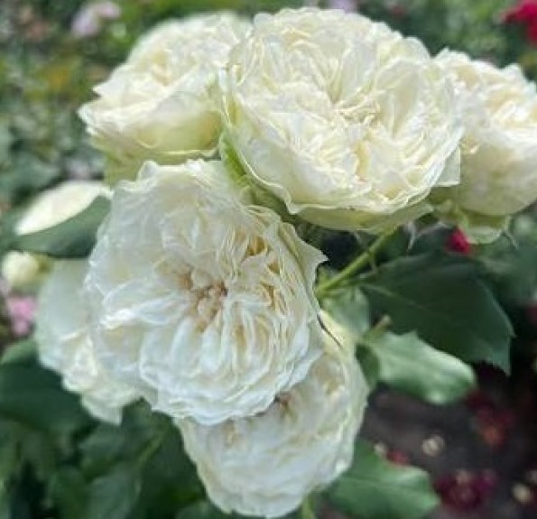 Shizuku (Сідзуку) Shizuku (Сідзуку)