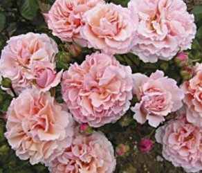 Twiggy's Rose (Твіггіз Роуз) 