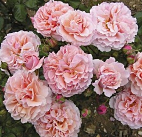 Twiggy's Rose (Твіггіз Роуз) 