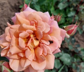 Maron (Марон)