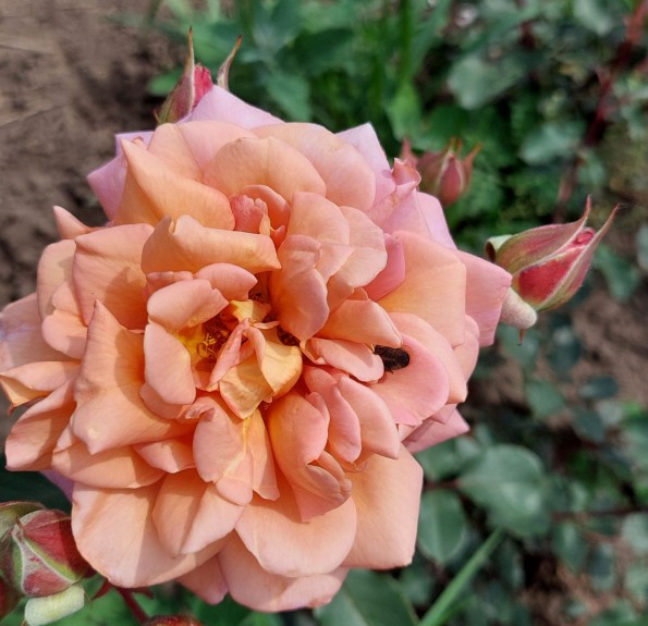 Maron (Марон)
