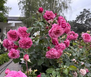 Queen of Eleganc (Квін оф Елеганс)
