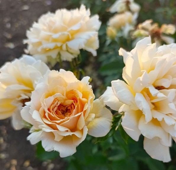 Golden Whisper (Голден Віспер)