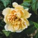 Golden Whisper (Голден Віспер)