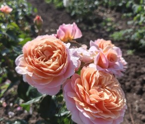 Parfum d'Orleans Парфум Орлеанс