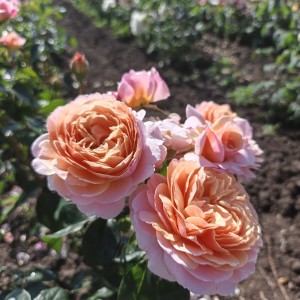 Parfum d'Orleans Парфум Орлеанс