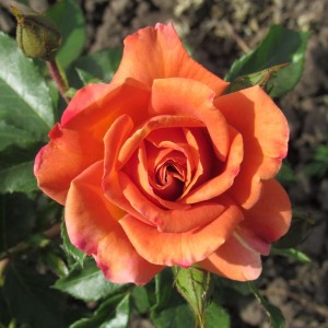 Pumpkin Patch (Пампкін Патч)