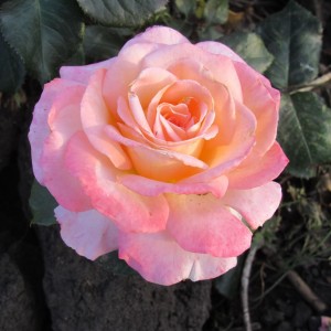 Bloom of Ruth(Блум оф Рут)