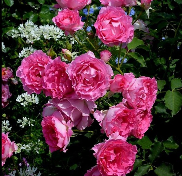 Абдіель (Abdiel)