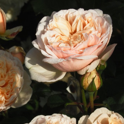 Актуальний список дворічних троянд на весну 2024